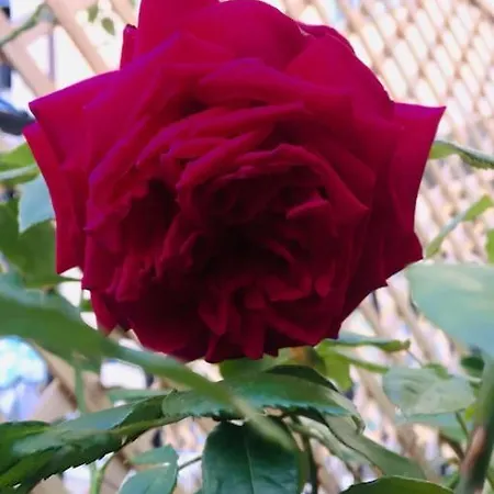 Апартаменты Charming Mezzanine W/ Large Terrace -