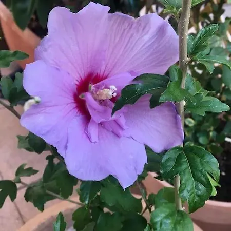 Charming Mezzanine W/ Large Terrace - * Ницца